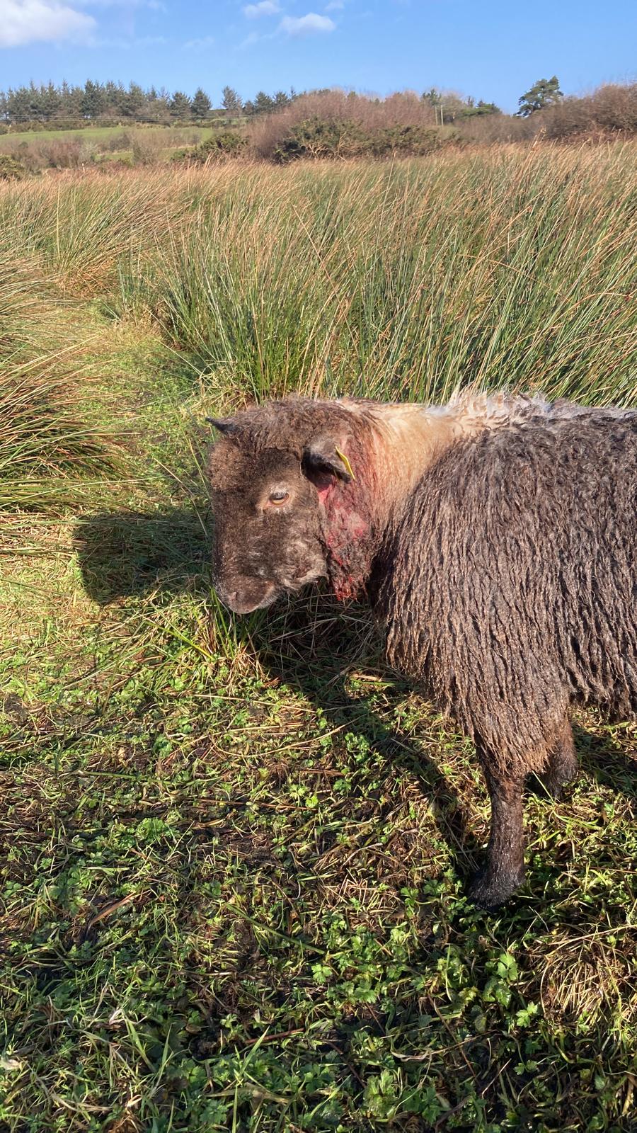 One of the sheep belonging to Daniel O'Donoghue that were attacked - January 2024